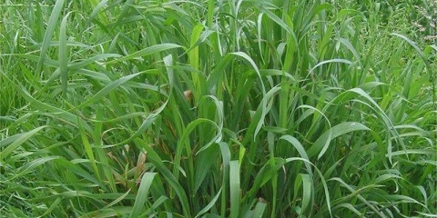 Kako se zauvijek riješiti pšenične trave na stranici